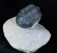 Struveaspis Trilobite New Phacopid #3220-4